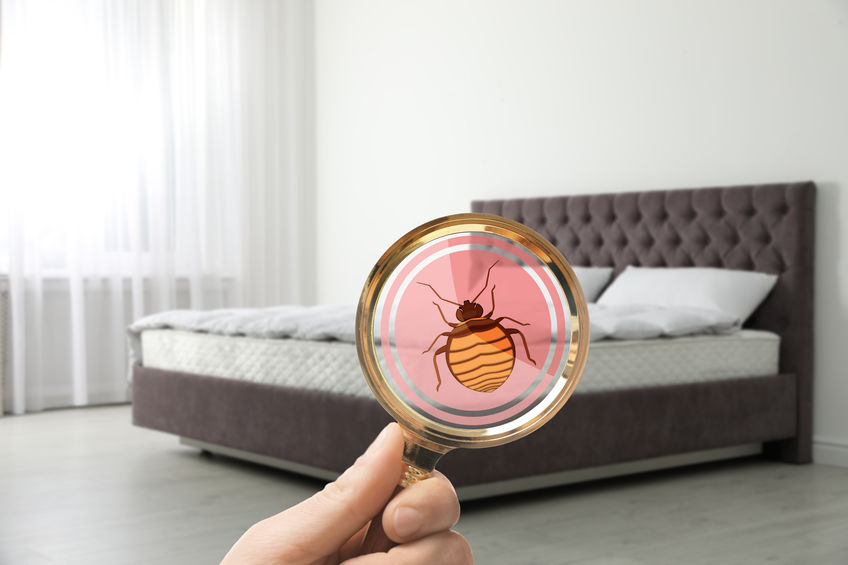 How Pest Control Became a Vital Issue for Hotels Through COVID-19